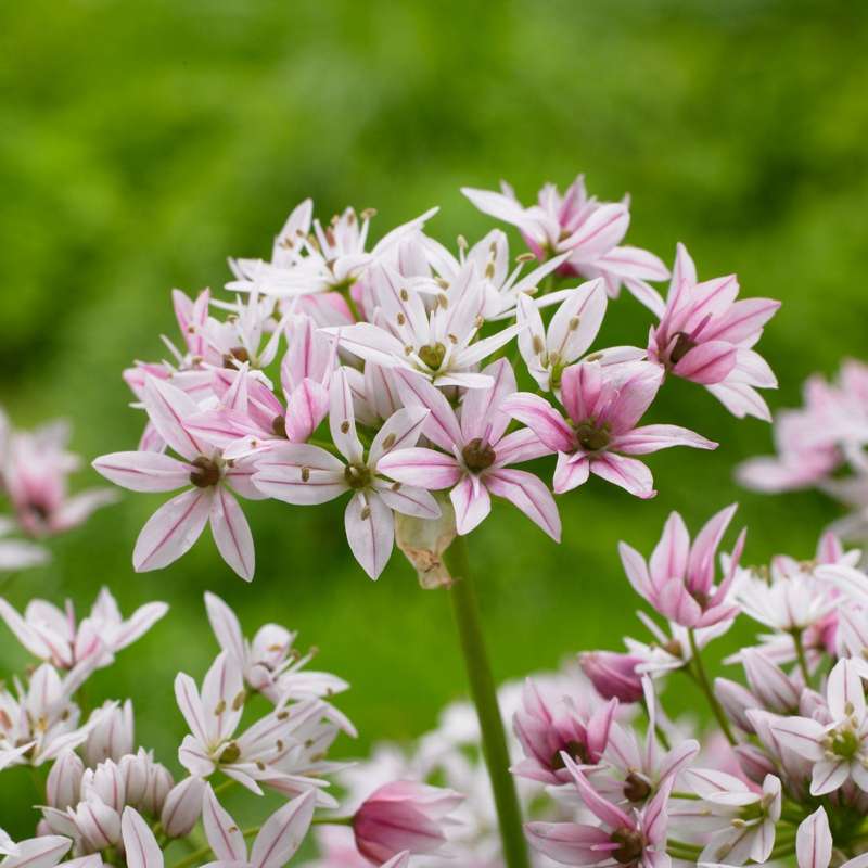 Allium 'Cameleon'